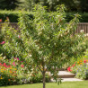 Amandier nain Mini Mandier - Nains de jardins®