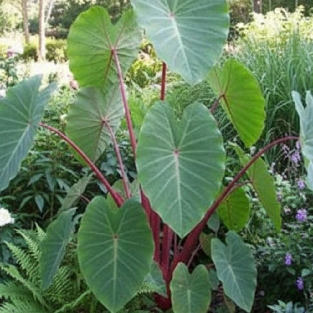 Colocasia Pink China, Oreille d'éléphant Colocasia Pink China, Oreille d'éléphant