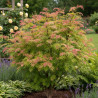 Sorbaire à feuilles de sorbier \'Sem\', Sorbaria