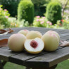 Pêcher Pêche des vigne Blanche