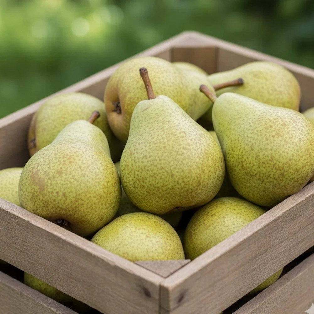 Poirier Delbard Gourmande® 'Delsavor' Poirier Delbard Gourmande® 'Delsavor'