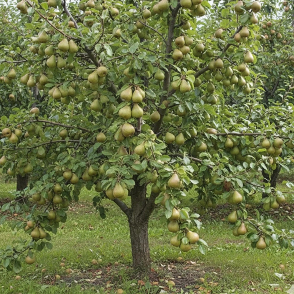 Poirier Delbard Gourmande® 'Delsavor' Poirier Delbard Gourmande® 'Delsavor'