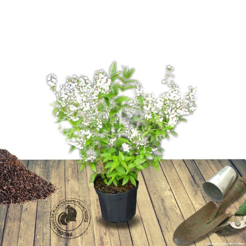 Deutzie Carminea, Deutzia