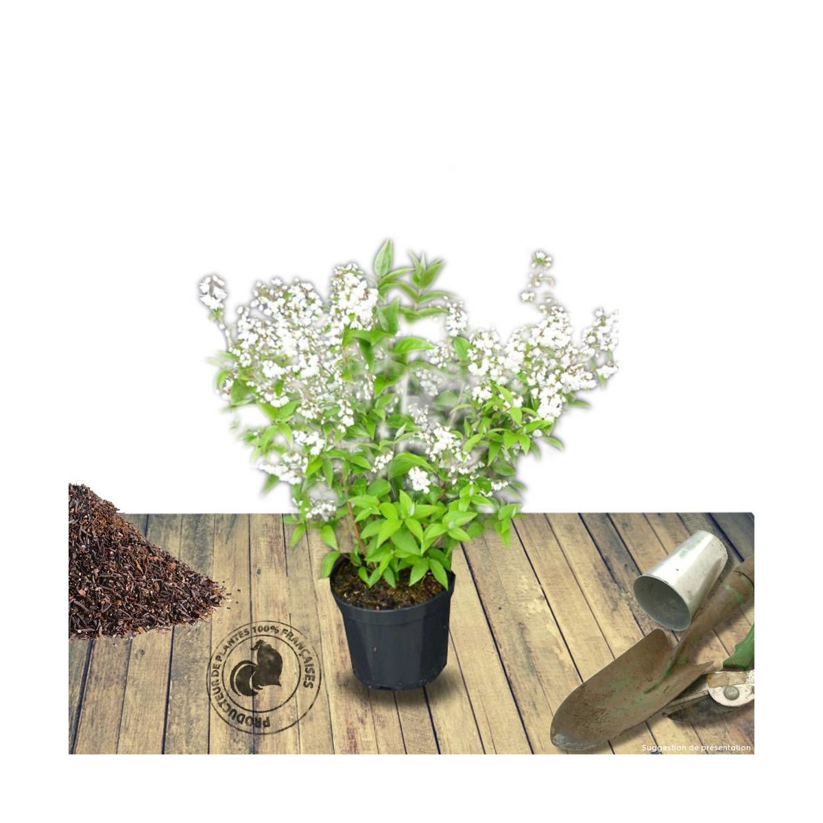 Deutzie Carminea, Deutzia