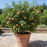 Poirier nain Garden Gem®