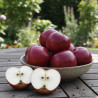 Pommier Ariane®