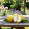 Pommier Belchard
