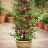 Pommier colonnaire Ballerina® Maypole