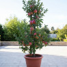 Pommier colonnaire Chenonceau® \'Delcoga\'