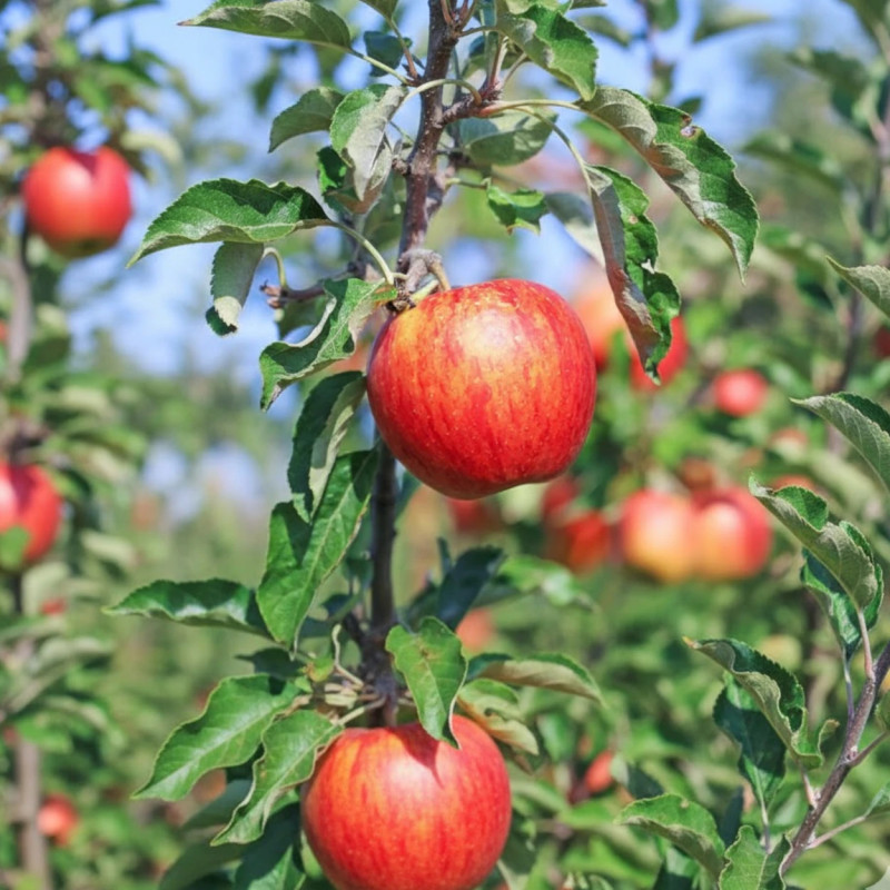 Pommier racines nues Gala
