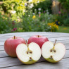 Pommier Idared