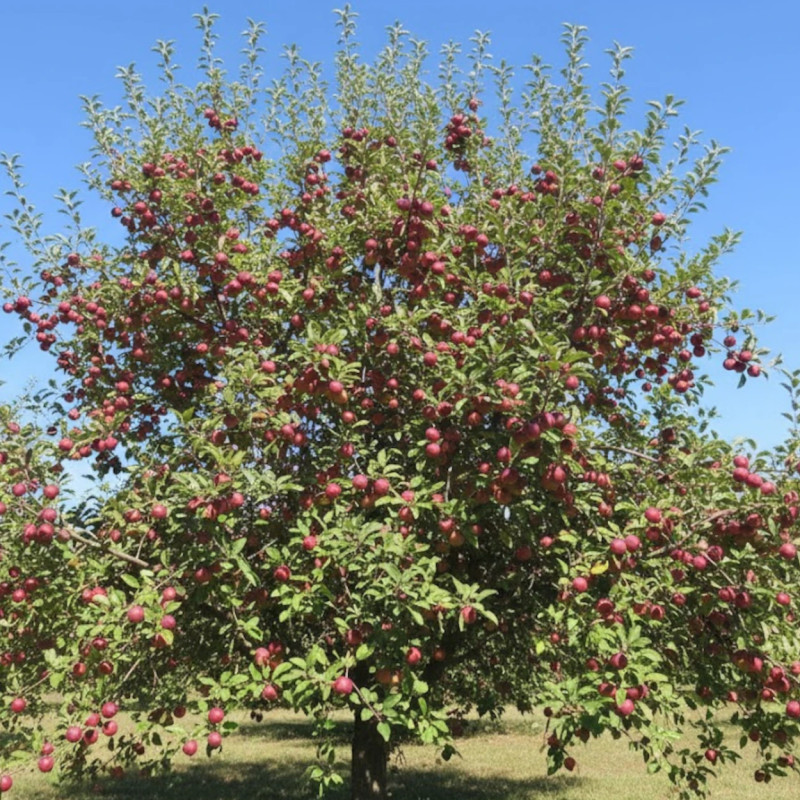 Pommier Jersey Mac