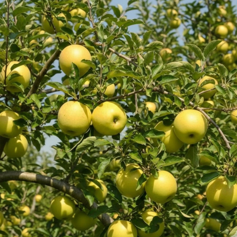 Pommier racines nues Golden Delicious