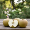 Pommier Reinette Blanche du Canada