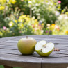 Pommier Reinette du Mans