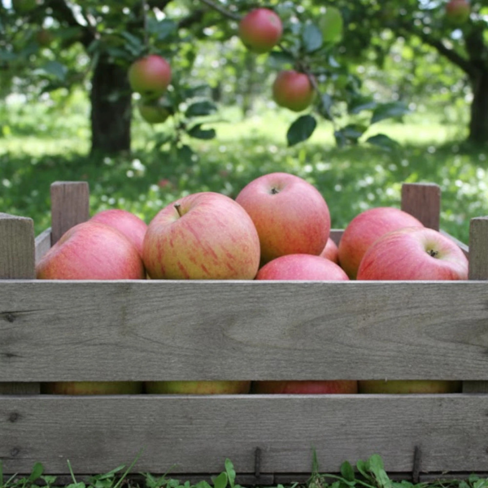 Pommier Sans Pareil de Peasgood