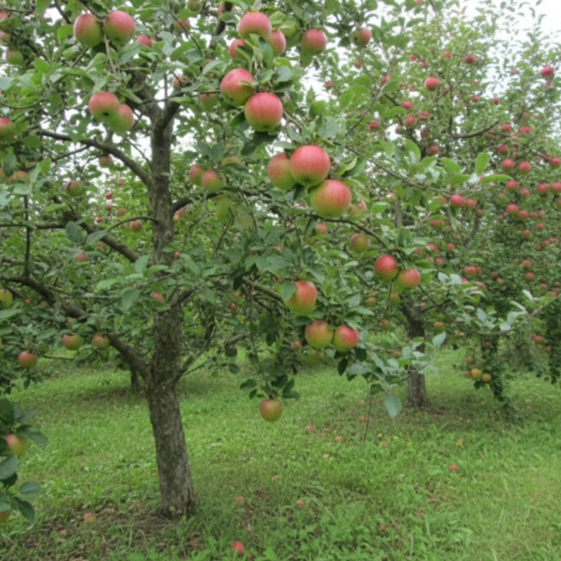 Pommier Sans Pareil de Peasgood