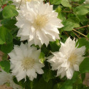 Clématite Arctic Queen™ 'Evitwo'
