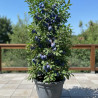 Prunier colonnaire Toronto®