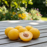 Prunier Mirabelle de Metz