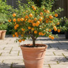 Prunier nain Prunélla - Nains de jardins®