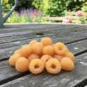 Framboisier Autumn Amber® 'EMR 201201'