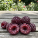 Framboisier Autumn Passion®
