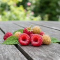 Framboisier Little Red Princess®