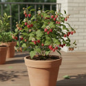 Framboisier Rustica® 'Yummi'