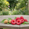 Framboisier Summer Chef