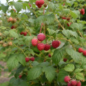 Framboisier Tulameen
