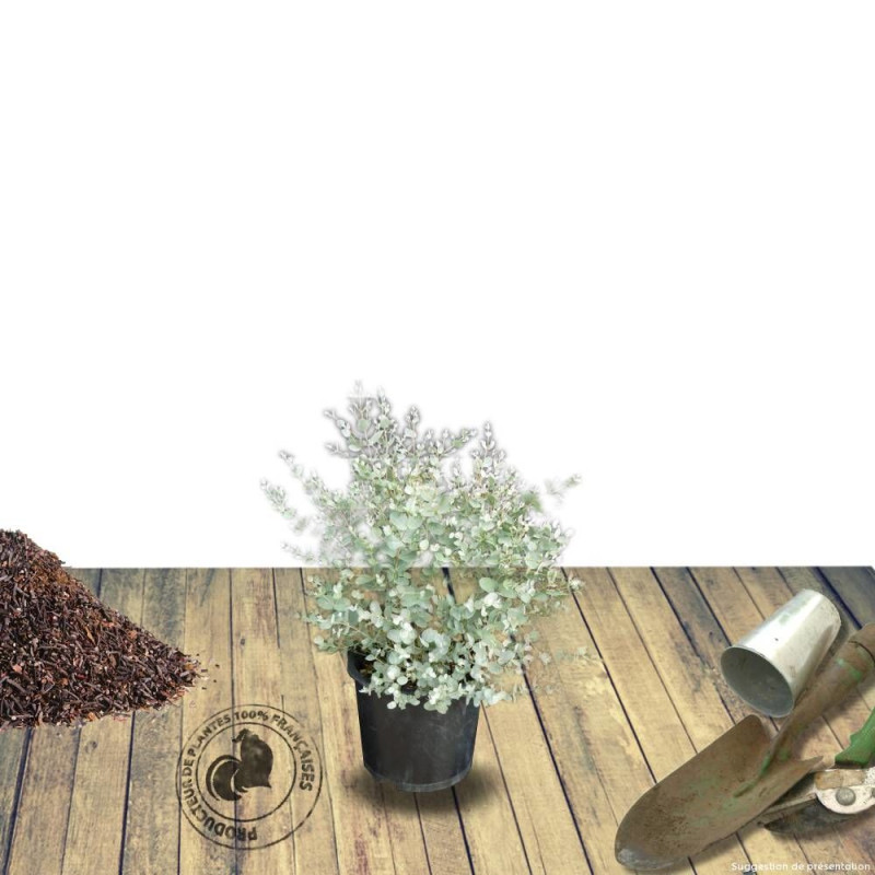 Eucalyptus gunnii, Eucalyptus à feuilles rondes, Gommier cidre