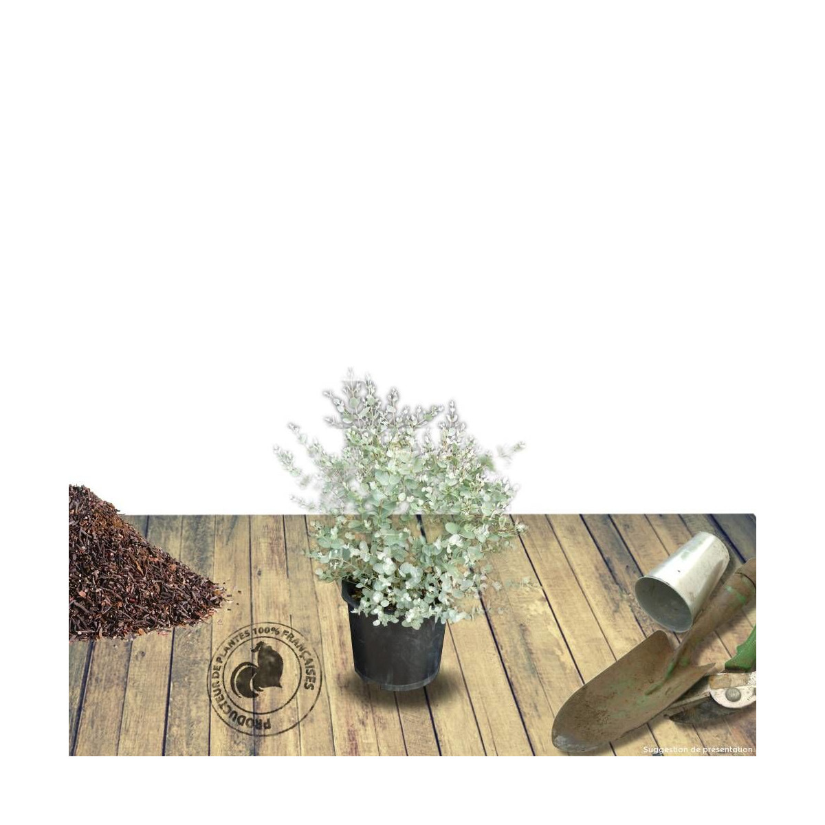 Eucalyptus gunni, Eucalyptus à feuilles rondes, Gommier cidre