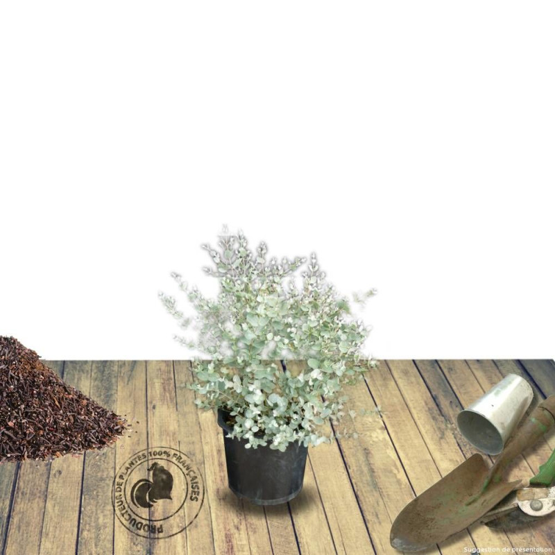 Eucalyptus gunnii, Eucalyptus à feuilles rondes, Gommier cidre