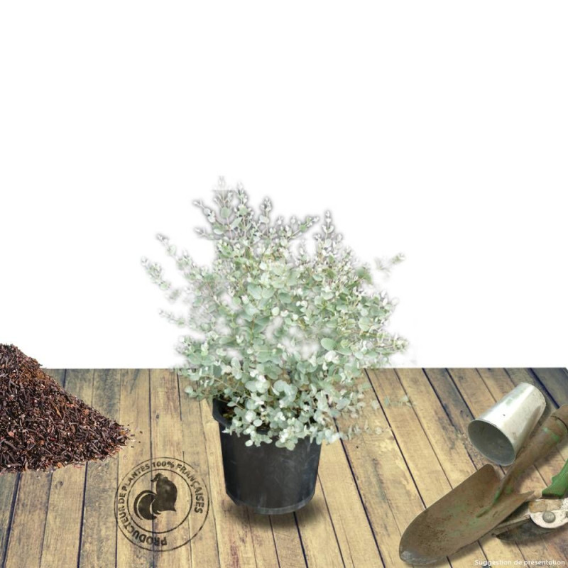 Eucalyptus gunnii, Eucalyptus à feuilles rondes, Gommier cidre