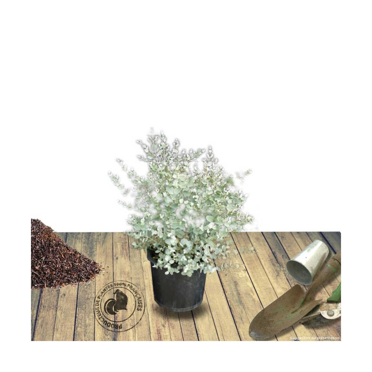 Eucalyptus gunni, Eucalyptus à feuilles rondes, Gommier cidre