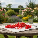 Groseillier à grappes London Market