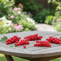 Groseillier-raisin Agate Rouge® 'mactor'