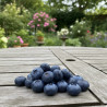 Myrtille Blue Pearl, Myrtillier