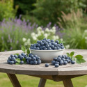 Myrtille Blue Suede® 'TH682f', Myrtillier
