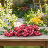 Myrtille Pink Lemonade, Myrtillier