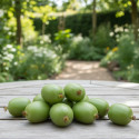 Kiwi de Sibérie Kokuwa (Autofertile), Actinidia arguta, Kiwaï