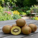 Kiwi Minkigold (Femelle)