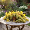Vigne Chasselas Doré, Vigne de table