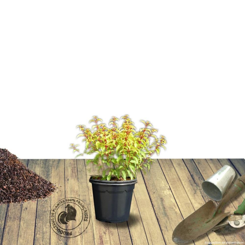 Fuchsia arbustif Genii
