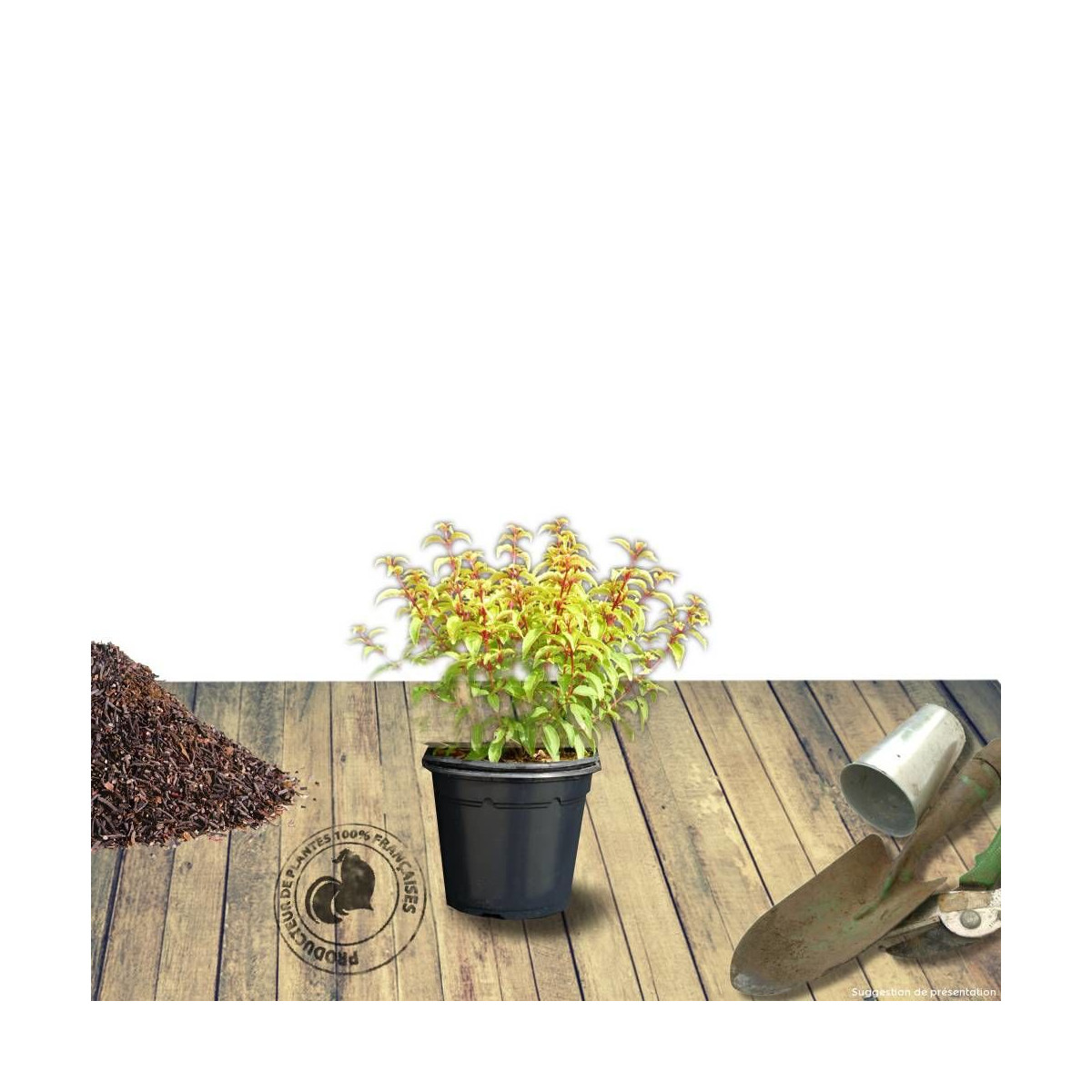 Fuchsia arbustif Genii