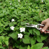 Herbe à poivre à fleurs doubles - Sans traitement