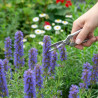 Hysope officinale