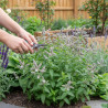 Menthe à feuilles de buddleia - Sans traitement