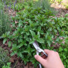 Menthe basilic - Sans traitement